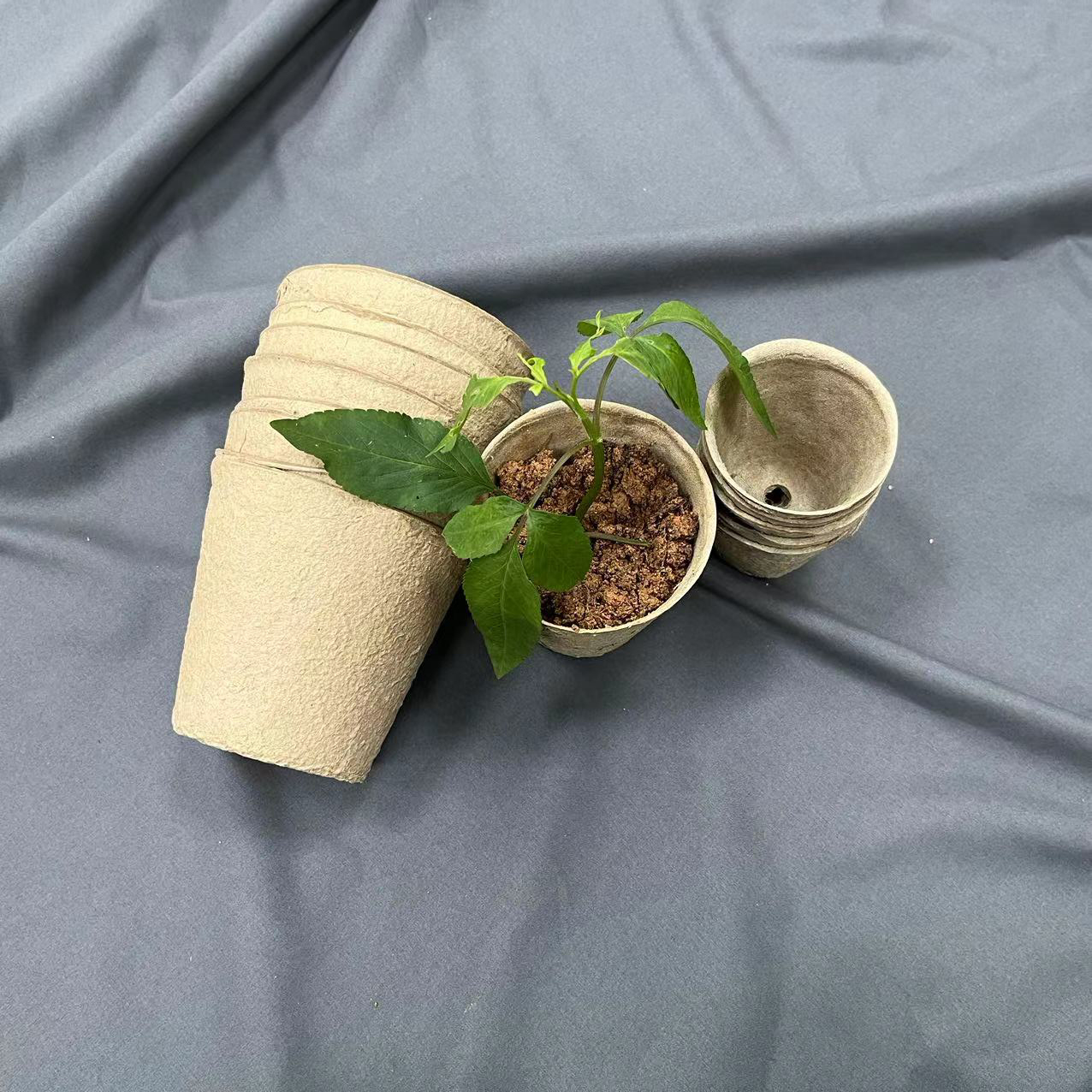 Eco Pulp Insert